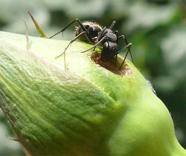 バラの蕾を食べてるアリがいるんですが 食べるの 脱力系備忘録blog