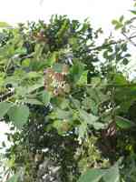 blackberry-20130616_01.jpg