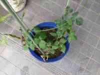 blackberry-20130623_01.jpg