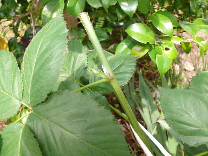 剪定したブラックベリーの枝から脇芽が 脱力系備忘録blog