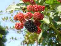 blackberry-20130707_01.jpg