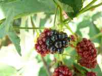 blackberry-20130707_02.jpg