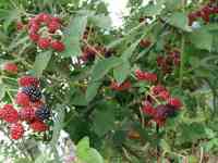 blackberry-20130713_01.jpg