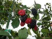 blackberry-20130713_02.jpg