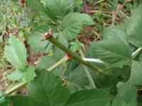 blackberry-20130713_03.jpg