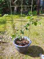 blackberry2013051202.jpg