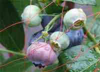 blueberry-20150621_01.jpg