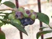 blueberry-20150712_01.jpg