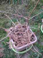 blueberry-20170320_02.jpg