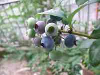 blueberry-20170618_01.jpg