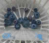 blueberry-20170723_01.jpg