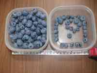 blueberry-20180627_02.jpg