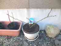 blueberry-20200318_01.jpg