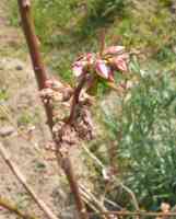 blueberry-20200408_01.jpg