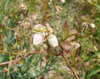 blueberry-20200408_02.jpg