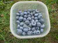 blueberry-20200628_01.jpg