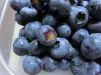 blueberry-20200629_02.jpg