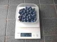 blueberry-20200701_01.jpg