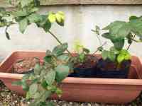 blueberry-20200715_02.jpg