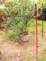 blueberry-20200715_03.jpg