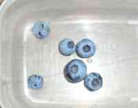 blueberry-20210623_01.jpg