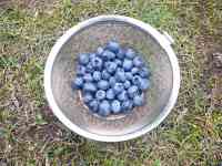 blueberry-20210630_01.jpg