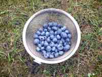 blueberry-20210704_01.jpg