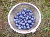 blueberry-20210706_01.jpg