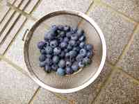 blueberry-20210711_01.jpg