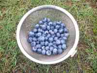 blueberry-20210714_01.jpg