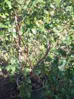 blueberry-20210929_01.jpg