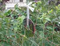 blueberry-20220622_02.jpg