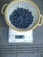 blueberry-20220702_01.jpg