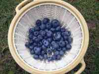 blueberry-20230621_01.jpg