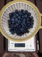 blueberry-20230625_01.jpg