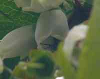 blueberry-20250423_01.jpg