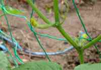 greencurtain-20130623_02.jpg