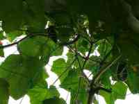 greencurtain-20130727_01.jpg