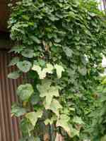 greencurtain-20130818_01.jpg