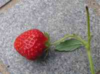 ichigo-20170611_01.jpg
