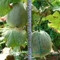 melon-20140720_03.jpg