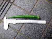 okra-20210711_02.jpg