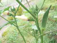 okra-20210714_01.jpg