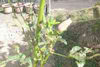 okra-20211020_01.jpg