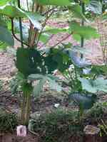 okra-20220727_02.jpg