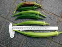 okra-20220731_01.jpg