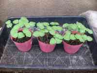 okra-20260628_01.jpg