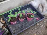 okra-20260628_02.jpg