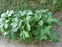 okra-20260728_01.jpg