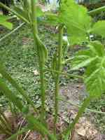 okra-20260816_03.jpg